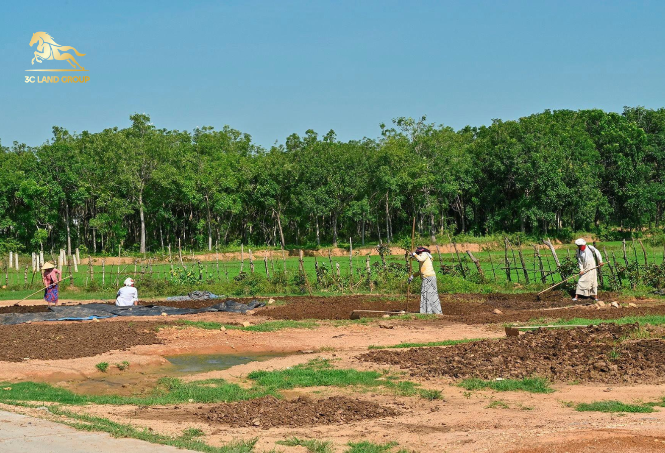 Cho thuê đất không có sổ đỏ là hành vi vi phạm pháp luật